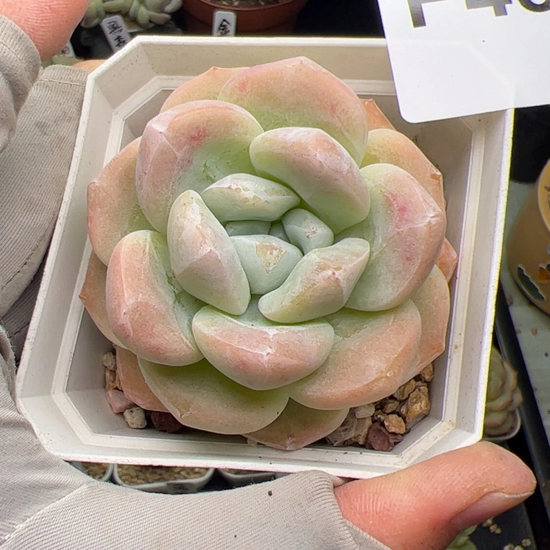 438 多肉植物组合盆栽