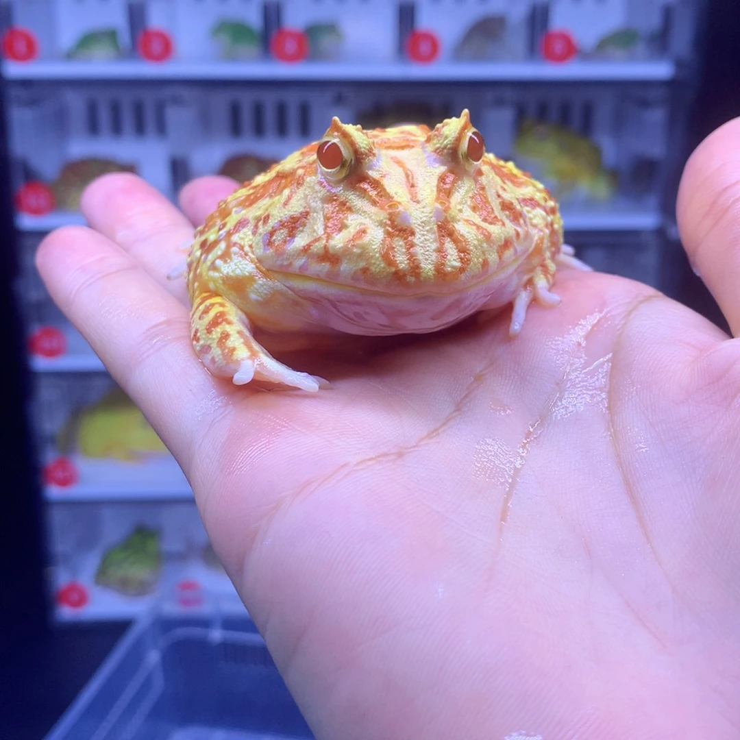 ****慧角蛙闪购角蛙专拍链接