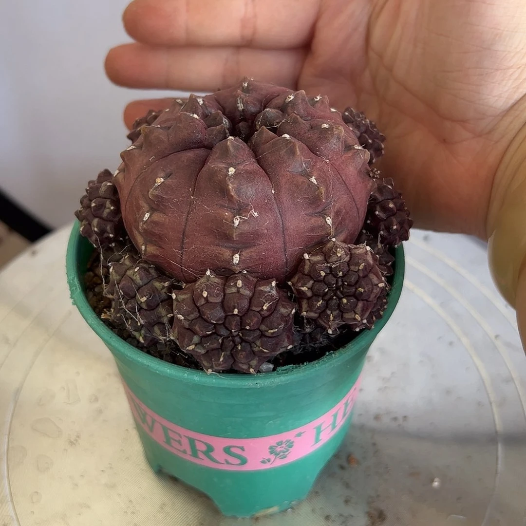 当前无花朵，栽培后可花朵大梦想脱土