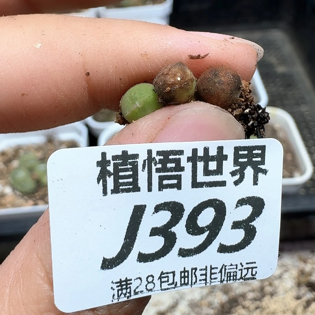多肉植物的润泽额f f