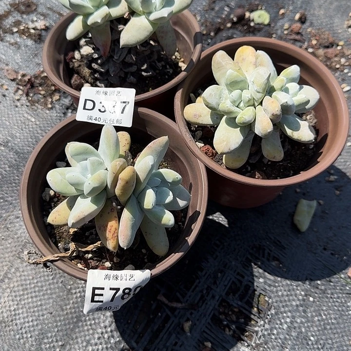 一***晴拇指仙女杯多肉植物