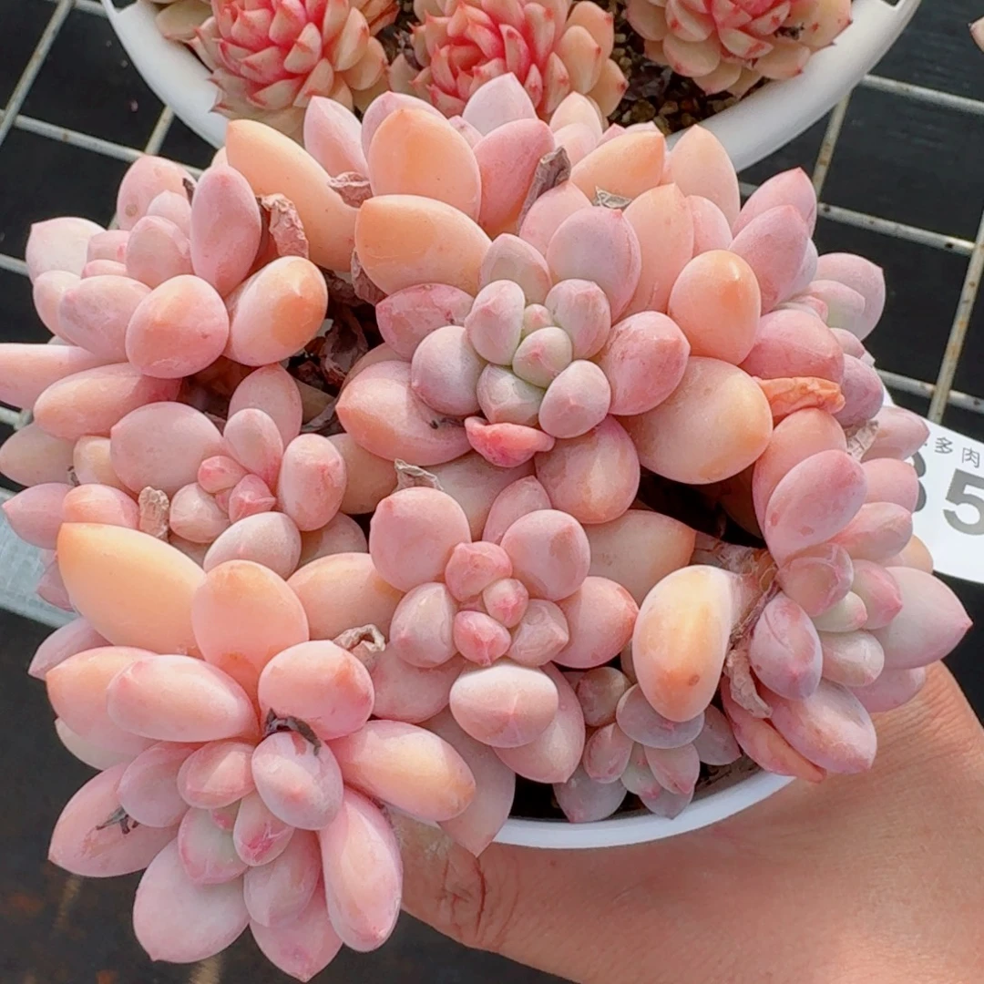 汉韩版群生整装无砍      愿你一路坦途，乘风破浪展宏图