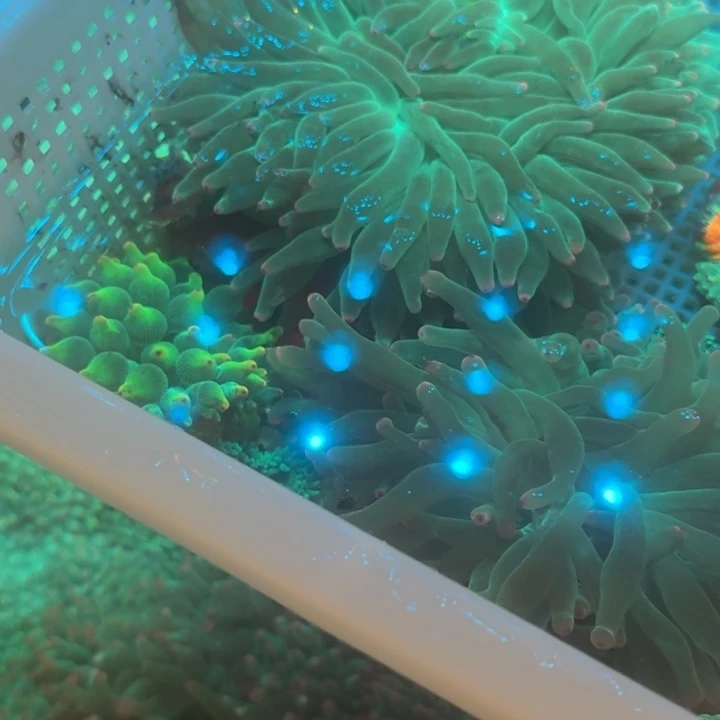 请***响奶嘴海葵绿奶222222222