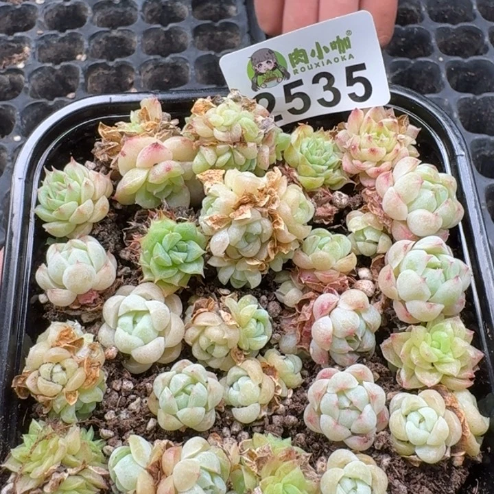 无花朵多肉植物多肉植物