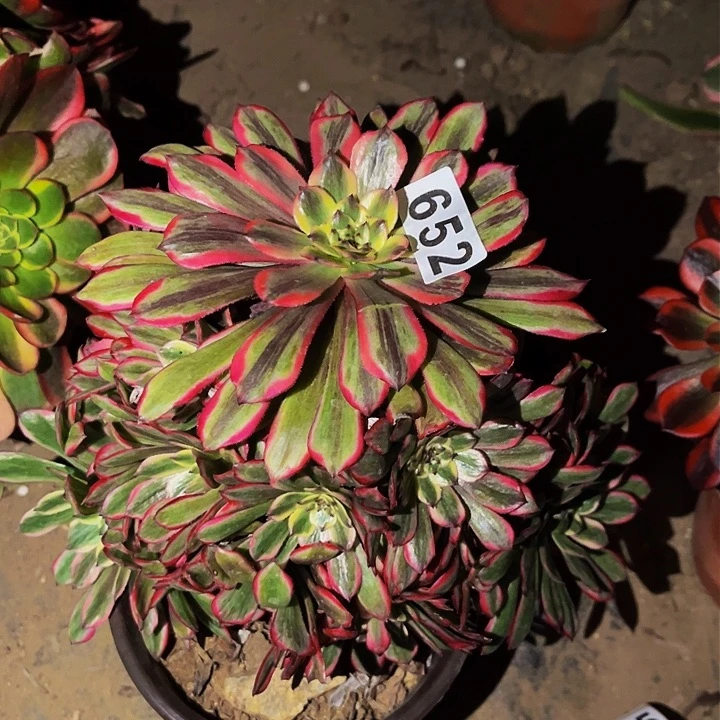 652糖果粉黛多肉植物处理不售后