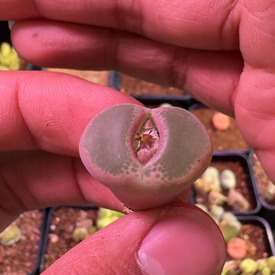 笙****D云缦精品番杏15.22绿焰SP