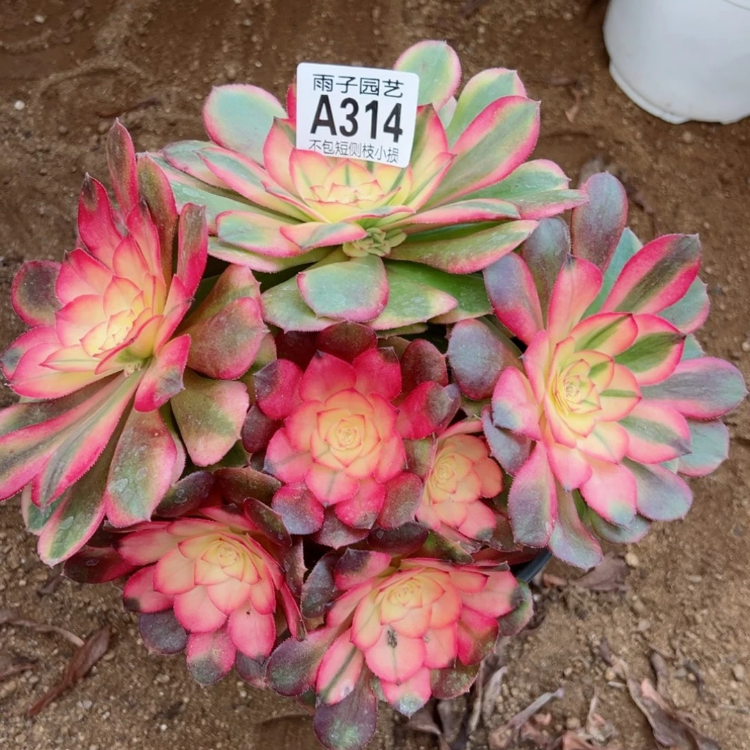 314荔枝尺寸18左右开播福利