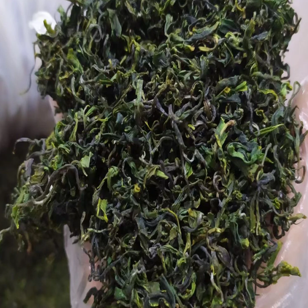 2025年日照绿茶露天茶晚秋茶味道浓郁香气足