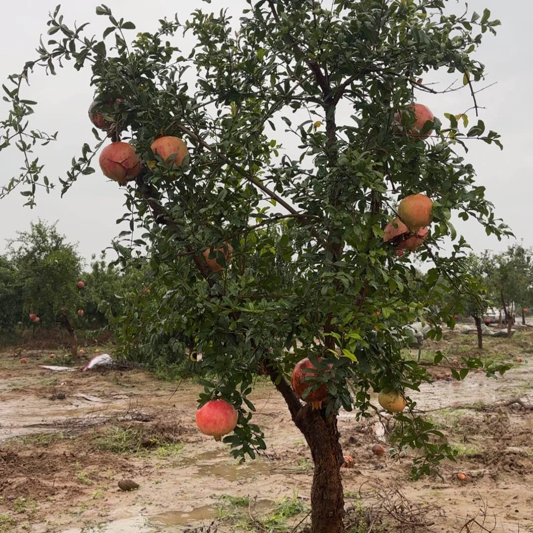 完全开放石榴树3542555