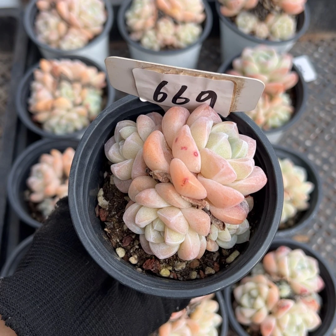 红陶小**果669号多肉植物