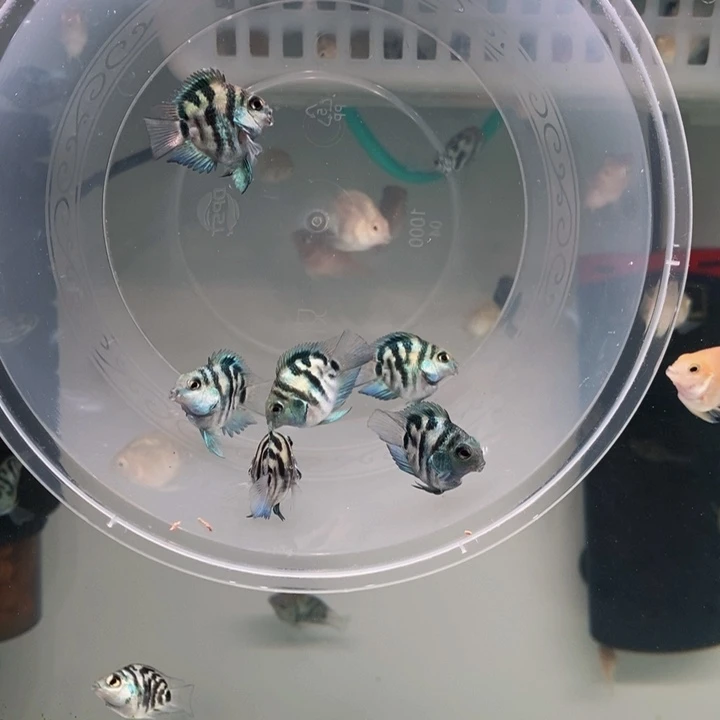 鹦鹉鱼嘟嘟嘴四送二宝蓝一组