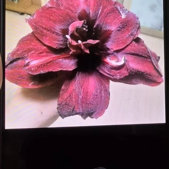 当前无花栽培后可以开花绣球6厘米裸根球3棵