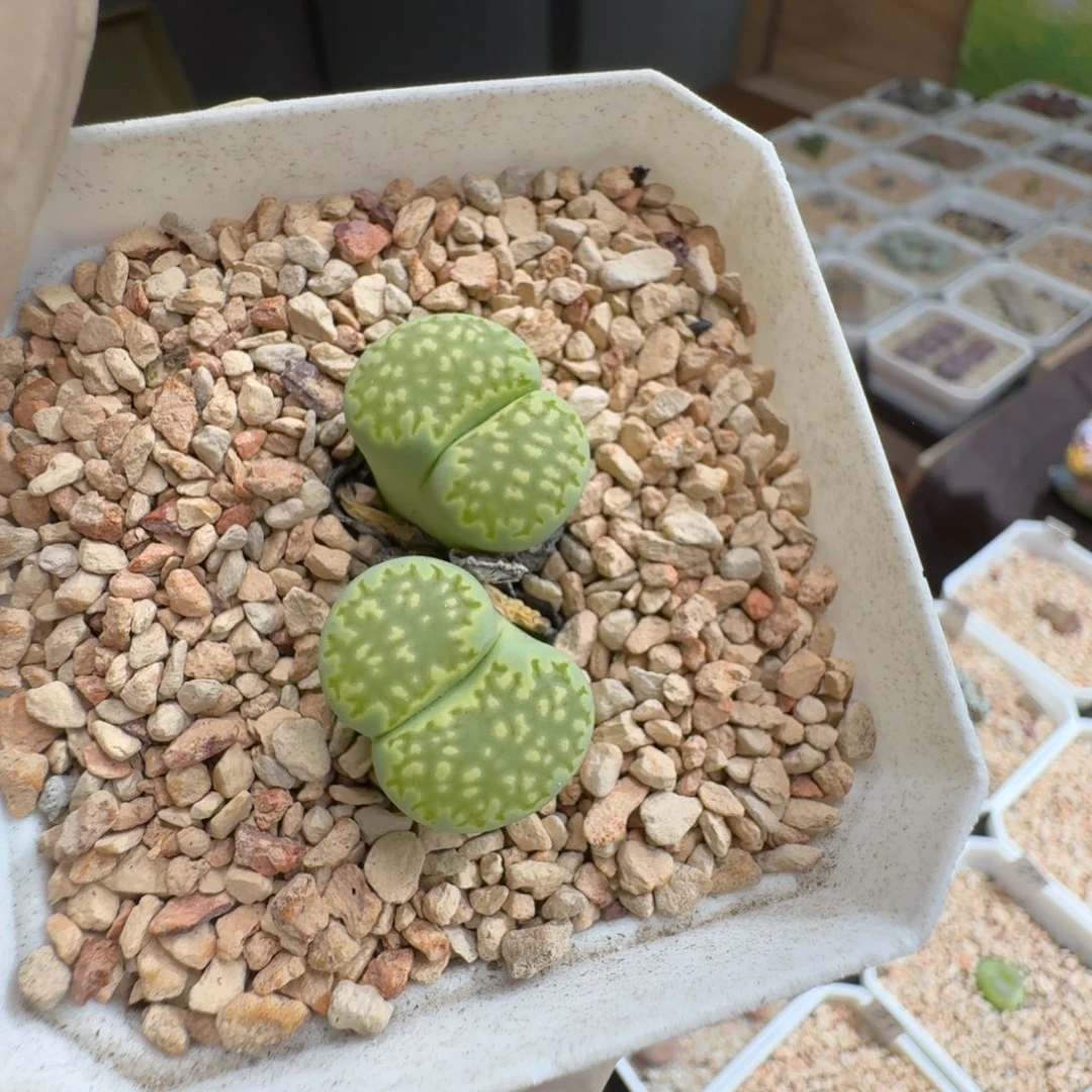 用***60916-047生石花花花