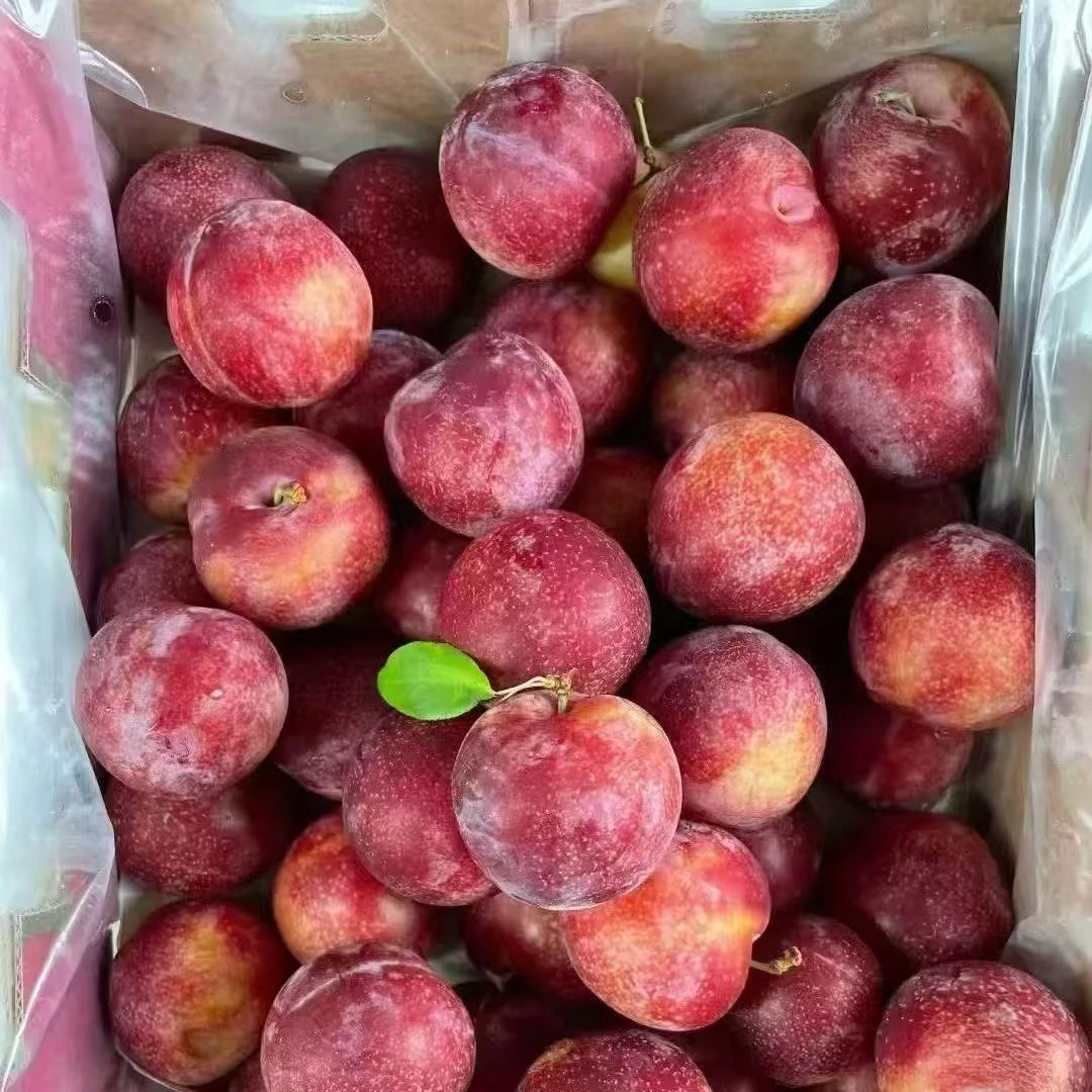 只发川渝&智利进口樱桃李稀有品种2~5斤