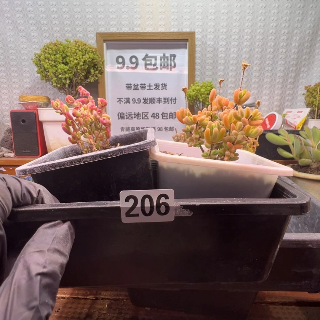 枝干番杏多肉植物206