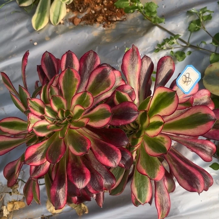 89香奈儿法师锦缀化