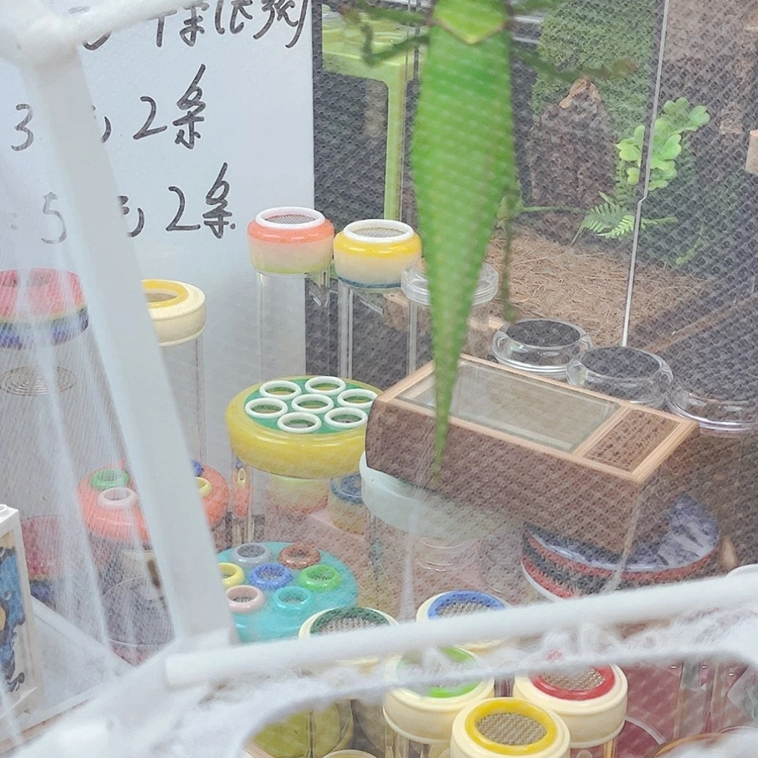 玻璃生态➕巨拟哈哈