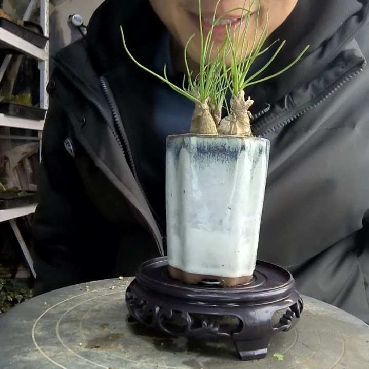 艾***铺小盆景小植物一物一拍82