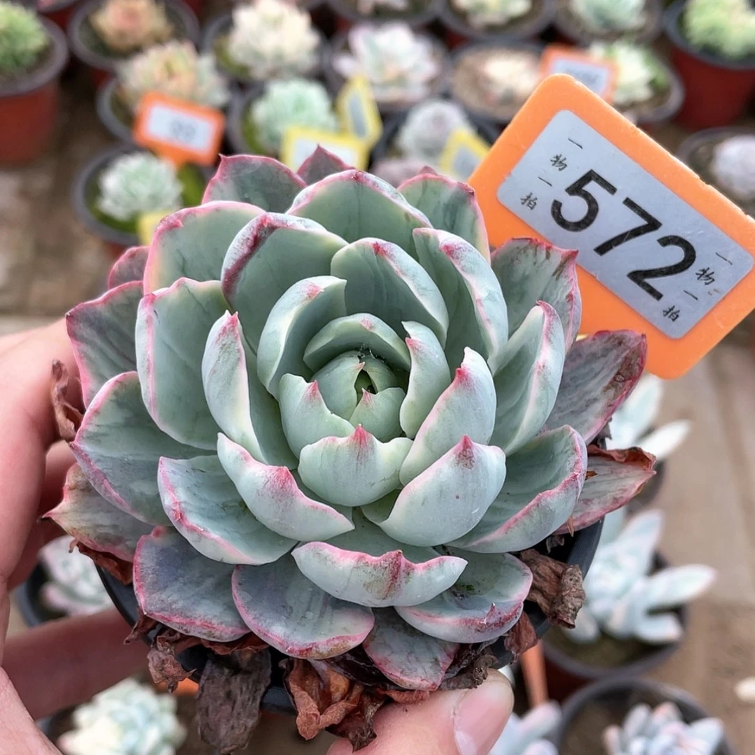 【闪购商品】572号