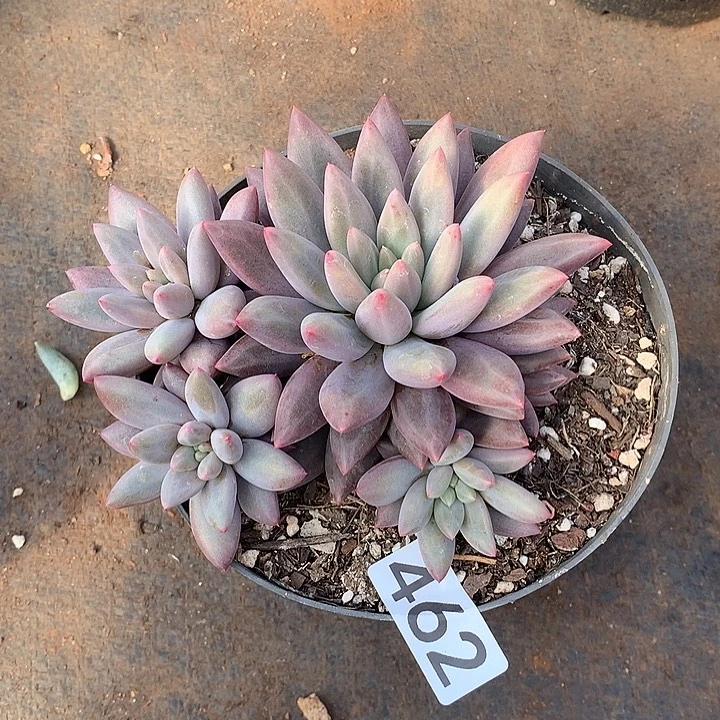 462水晶球一物一拍多肉