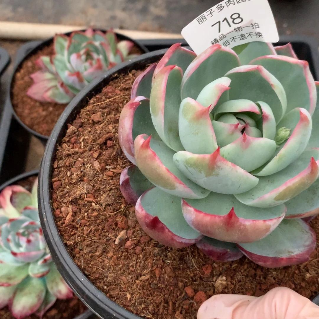 B****t718多肉植物惊鸿10厘米