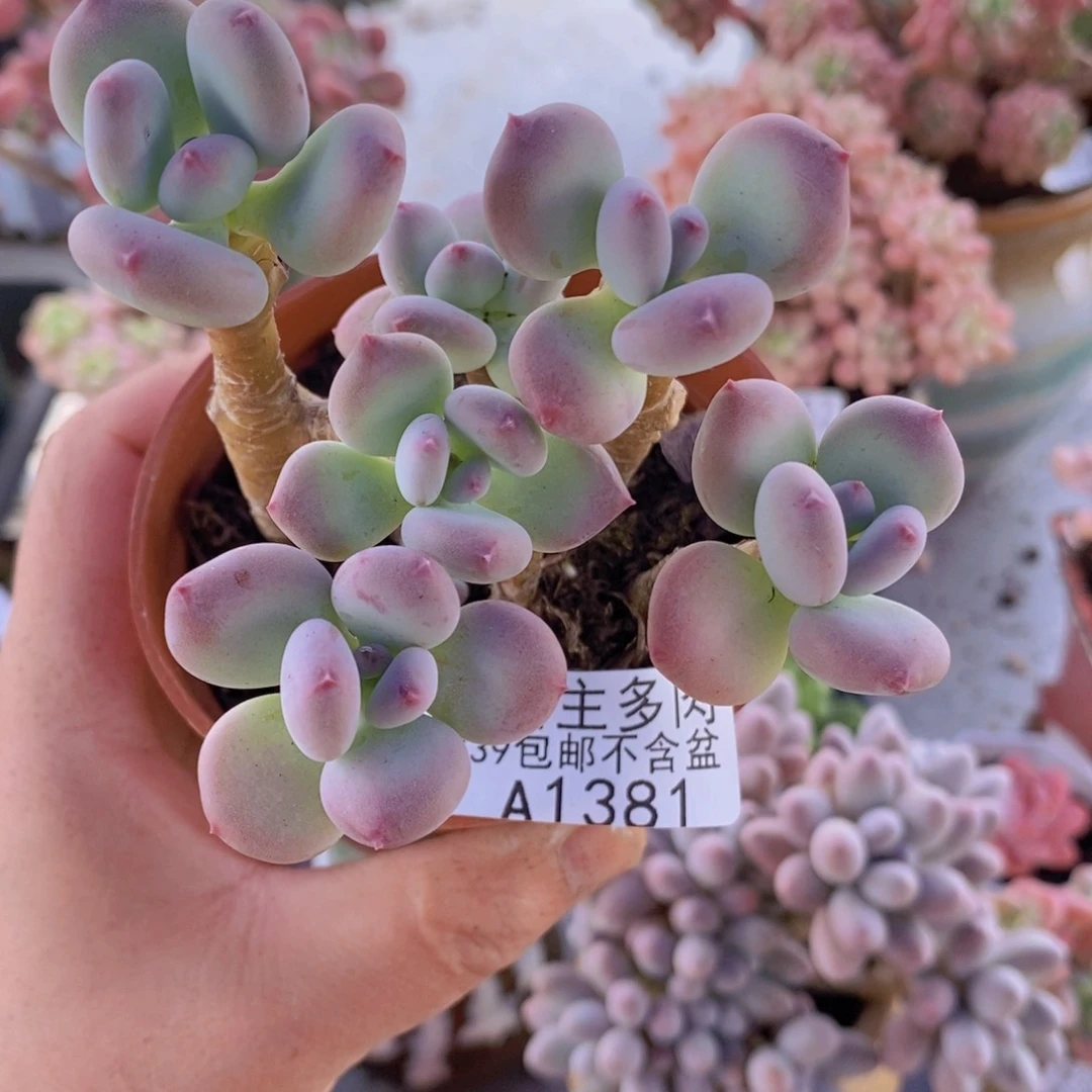 苹果奶8cm1381多肉植物
