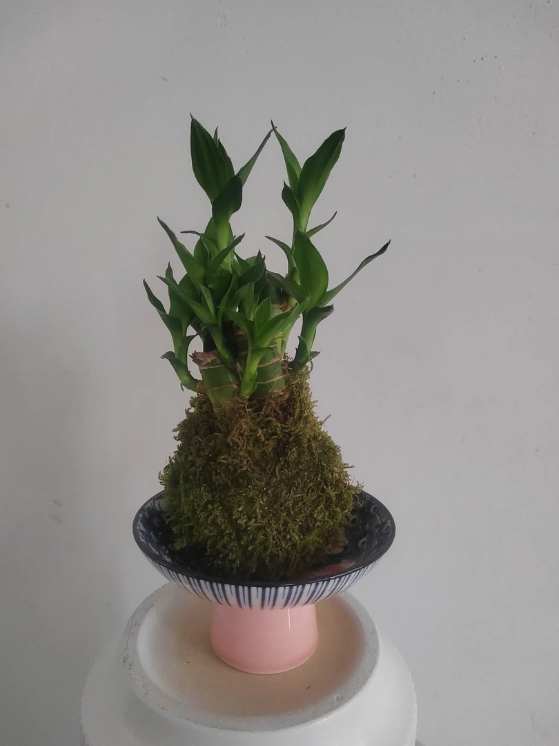 苔藓球荷花竹盆栽