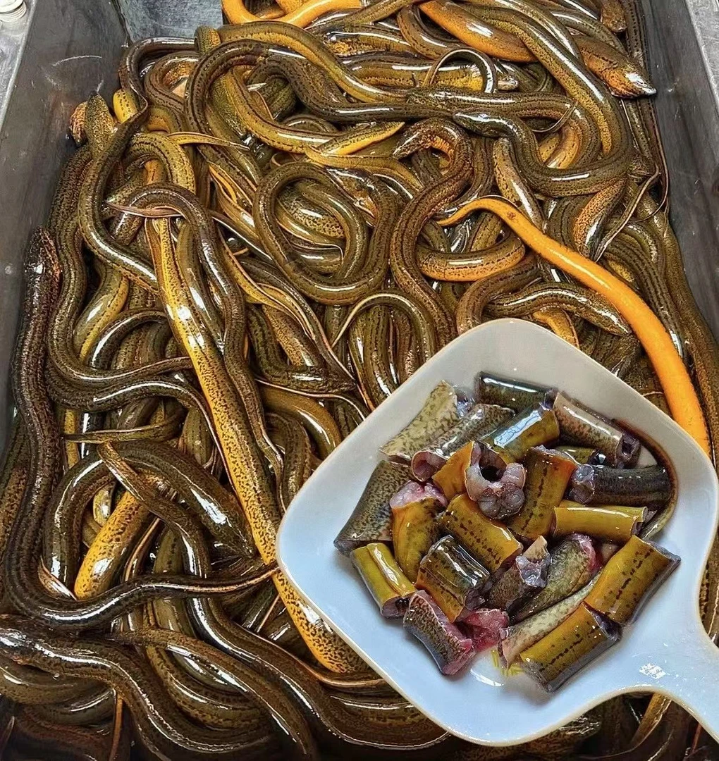 【活鱼现杀拍3斤送1斤】新鲜鳝鱼段带骨鳝鱼段 顺丰冷链包邮到家