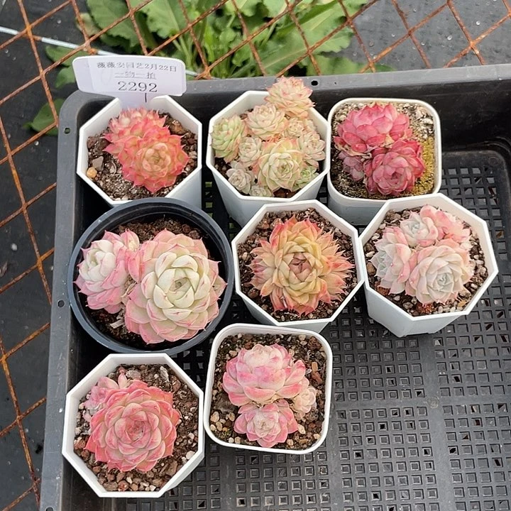 薇薇安园艺多肉2292