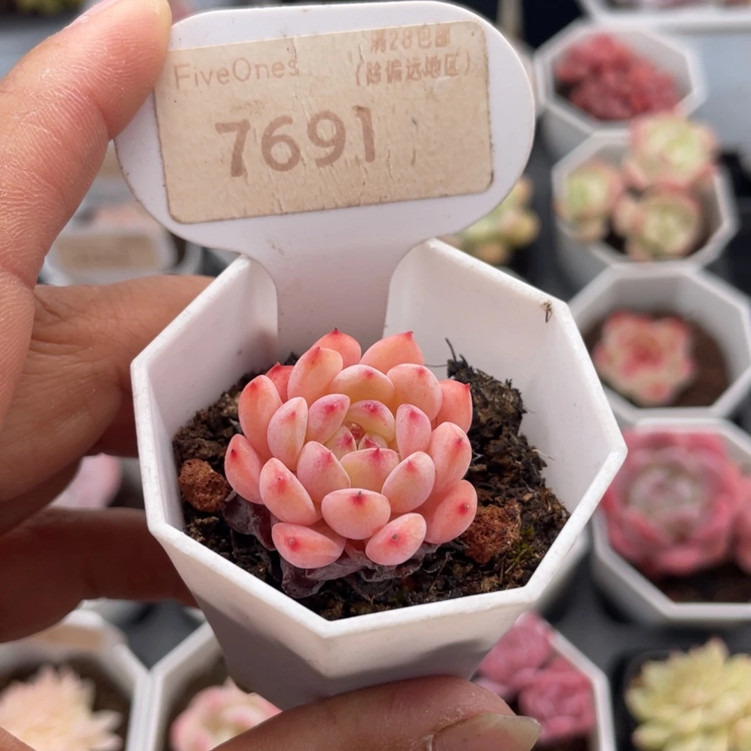 白胖子7691-2.8厘米