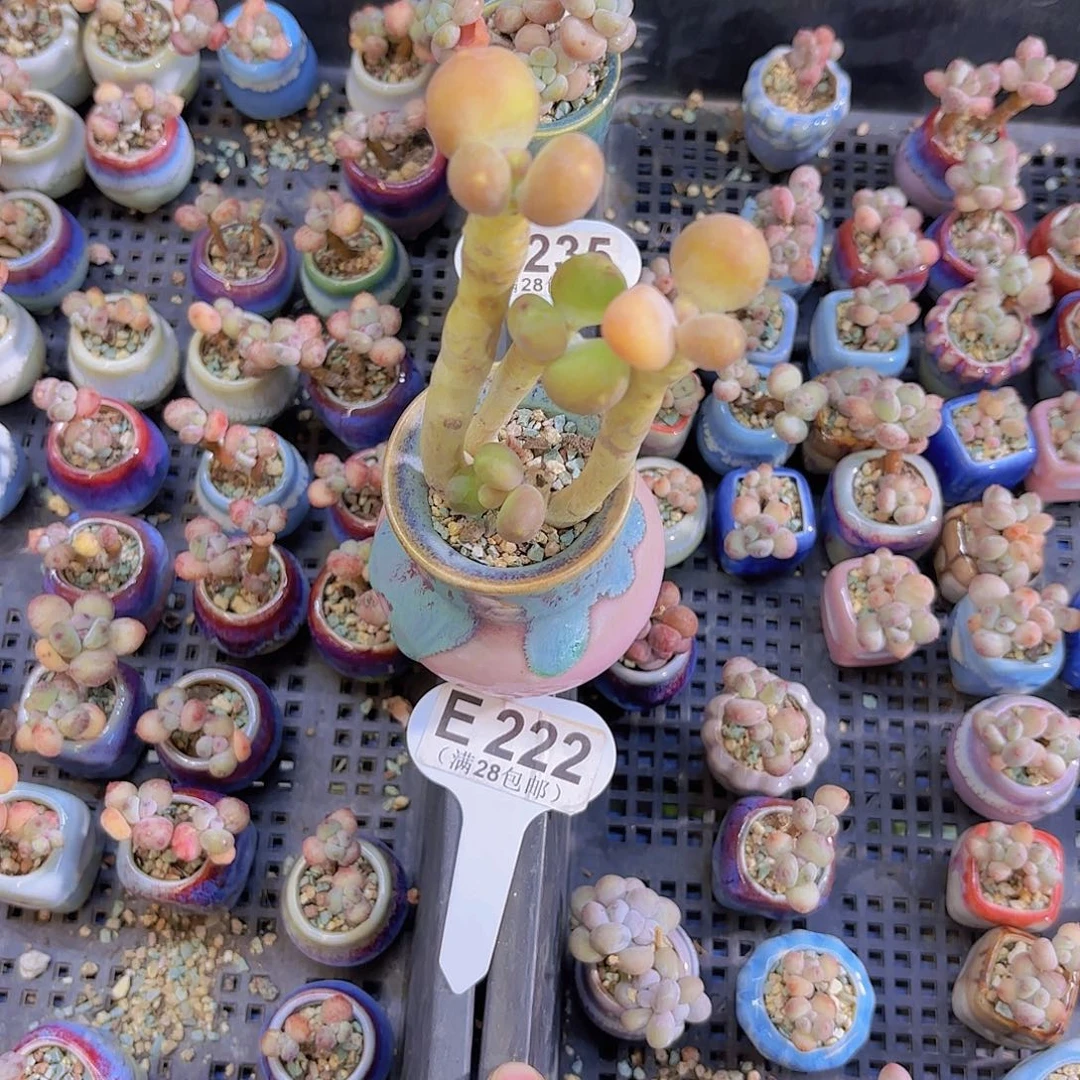 E222芒果奶一物一拍