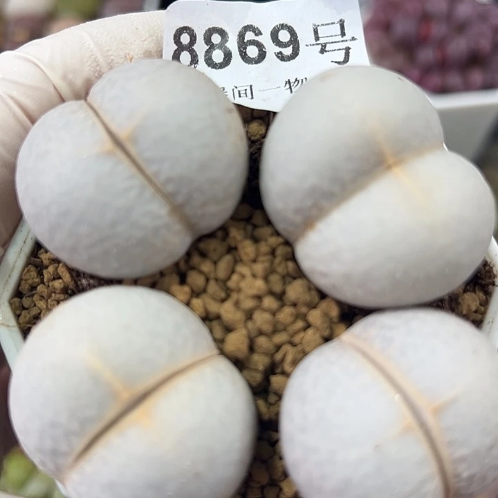 8869四年高尔夫4个3cm