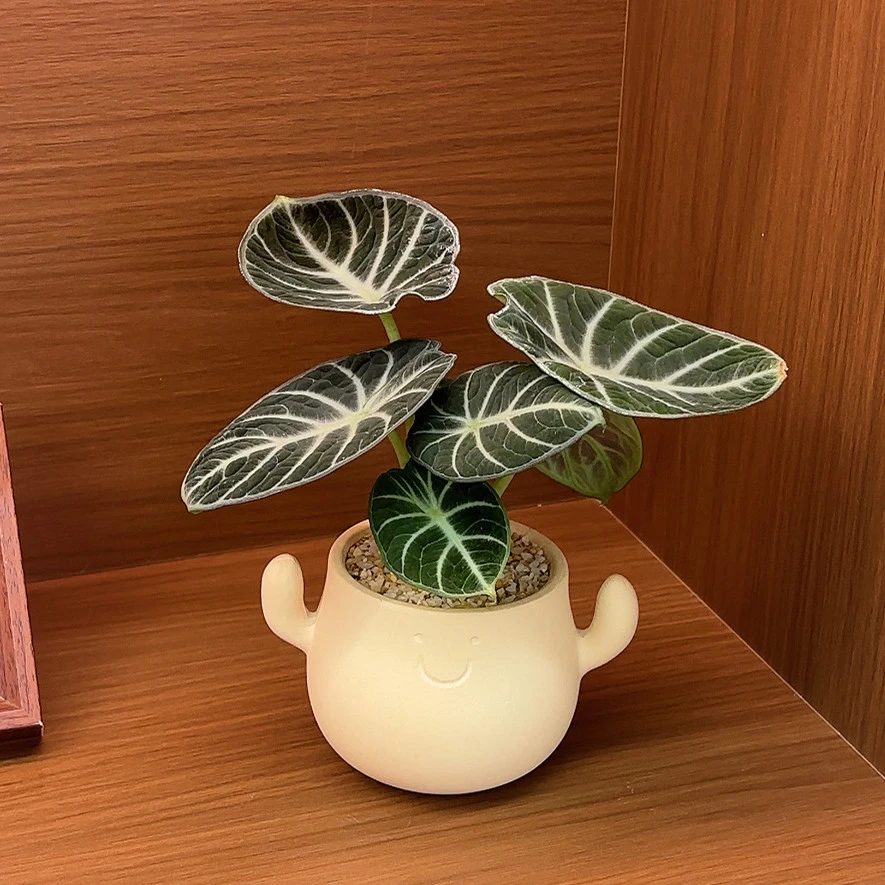 忍者海芋带盆桌面阳台办公室好养室内绿植盆栽高颜值带花盆