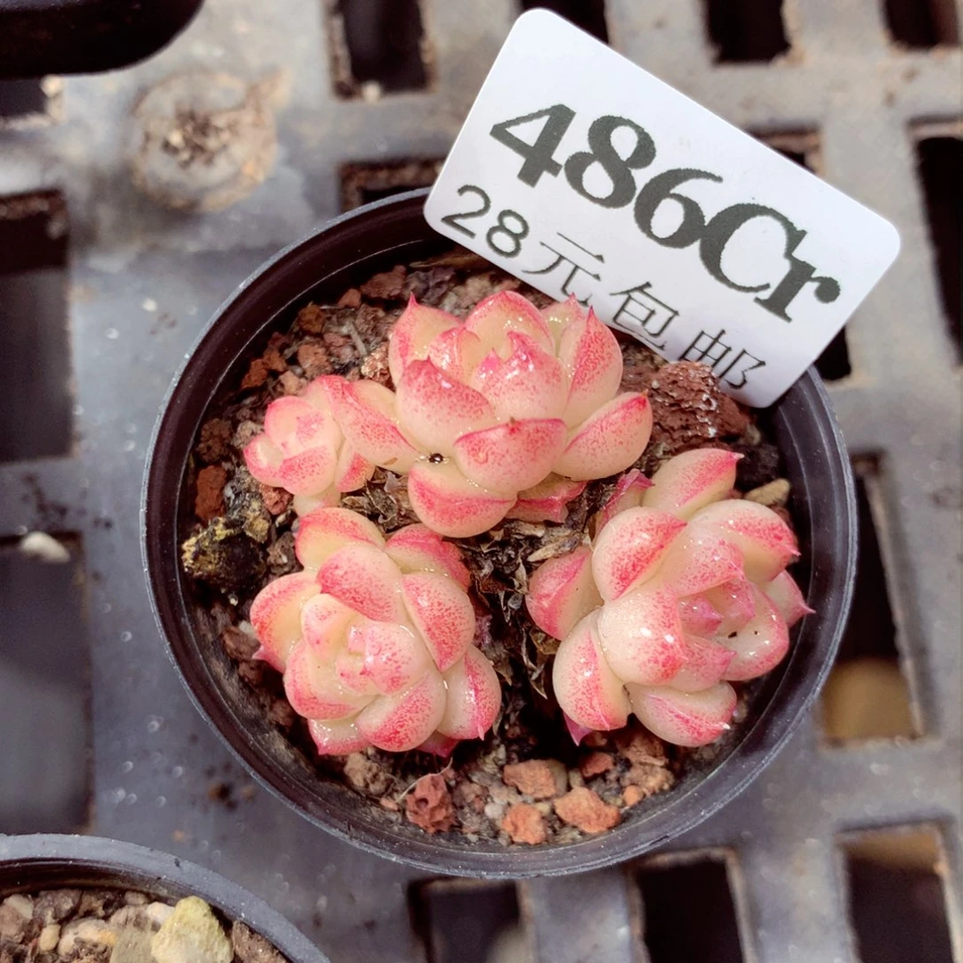 5厘米盆精控多肉486