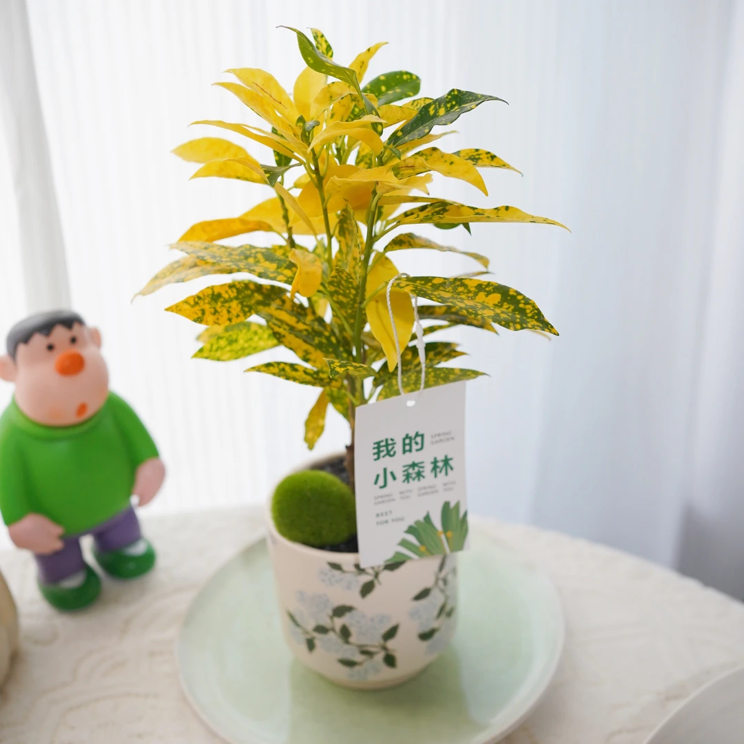 黄金万两洒金榕盆栽室内客厅阳台净化空气暖色系观叶好养绿植