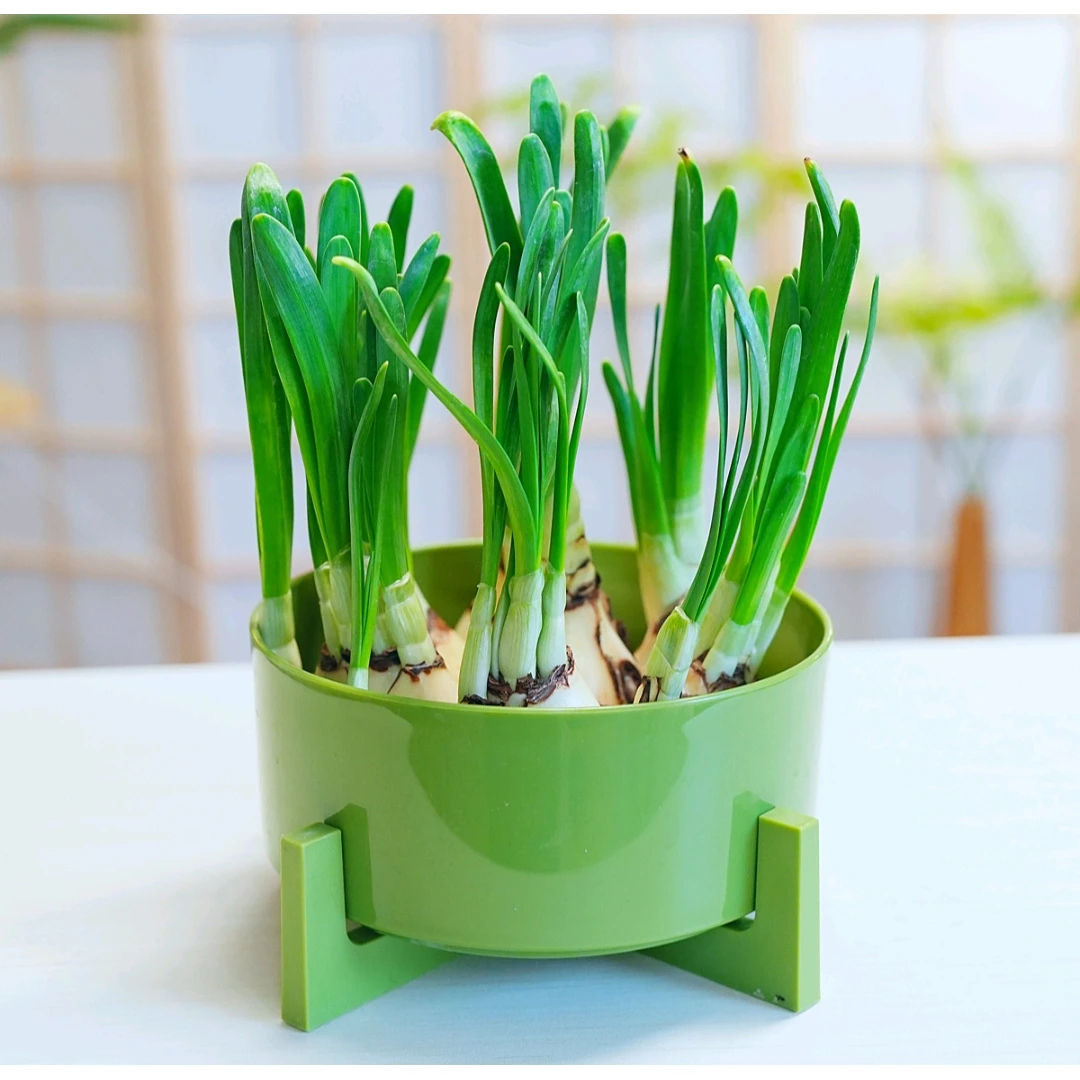 【5-7颗】带叶芽水仙花年宵花卉漳州水仙绿植室内盆栽水养