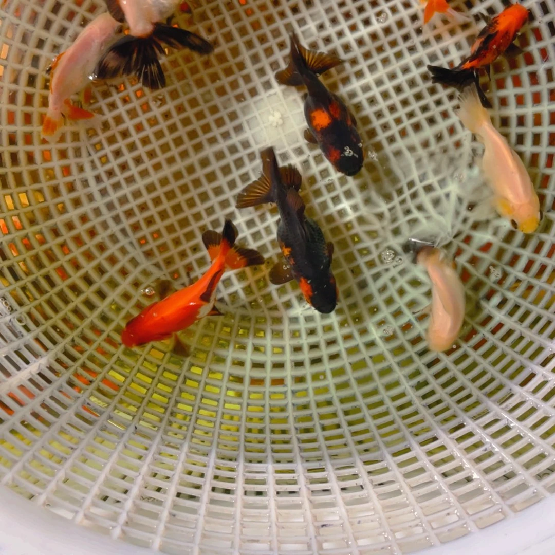 海水鱼花泰狮金鱼36