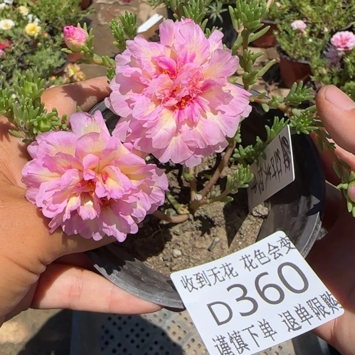无花朵D360超小苗盆口