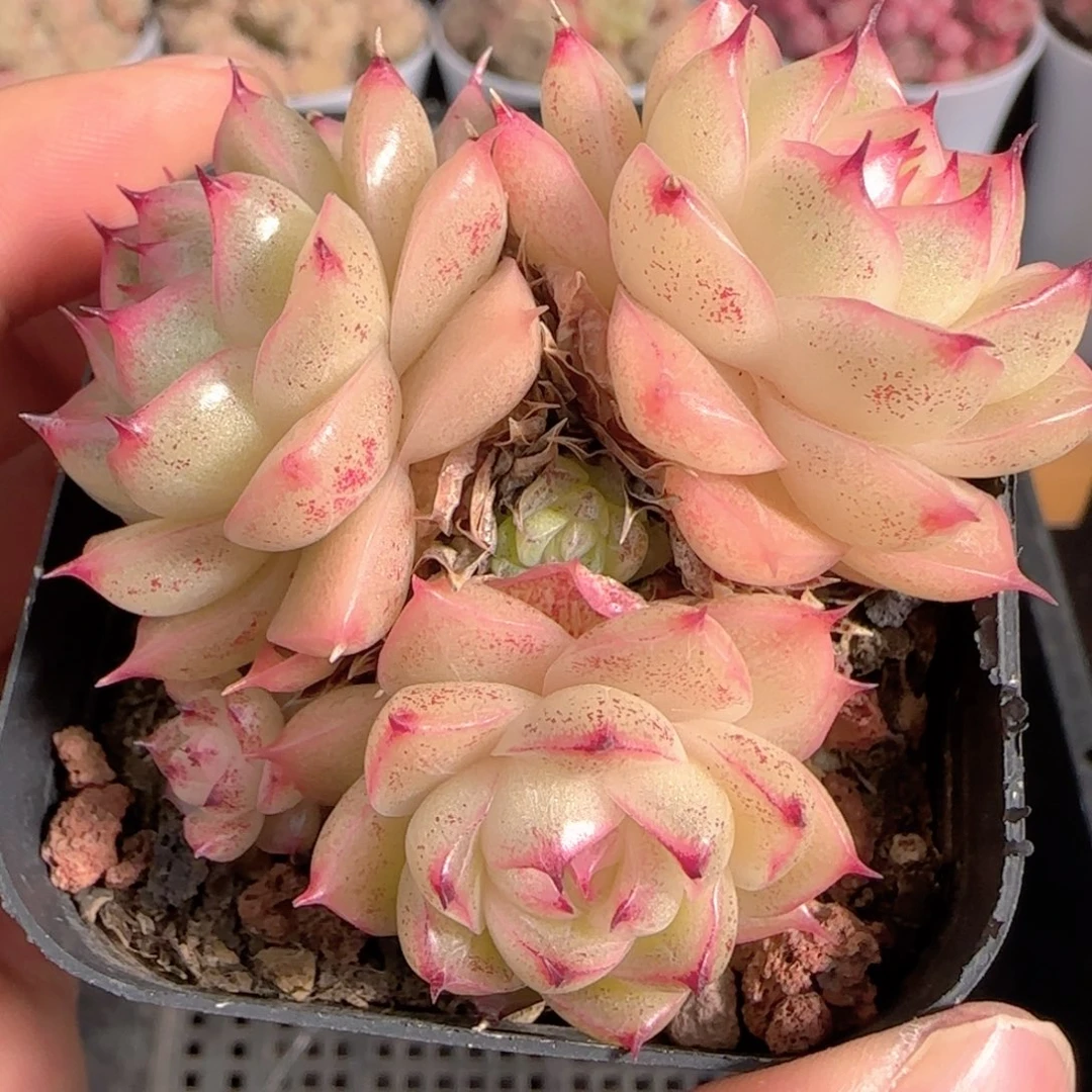 多肉1229-316包子麦秆群