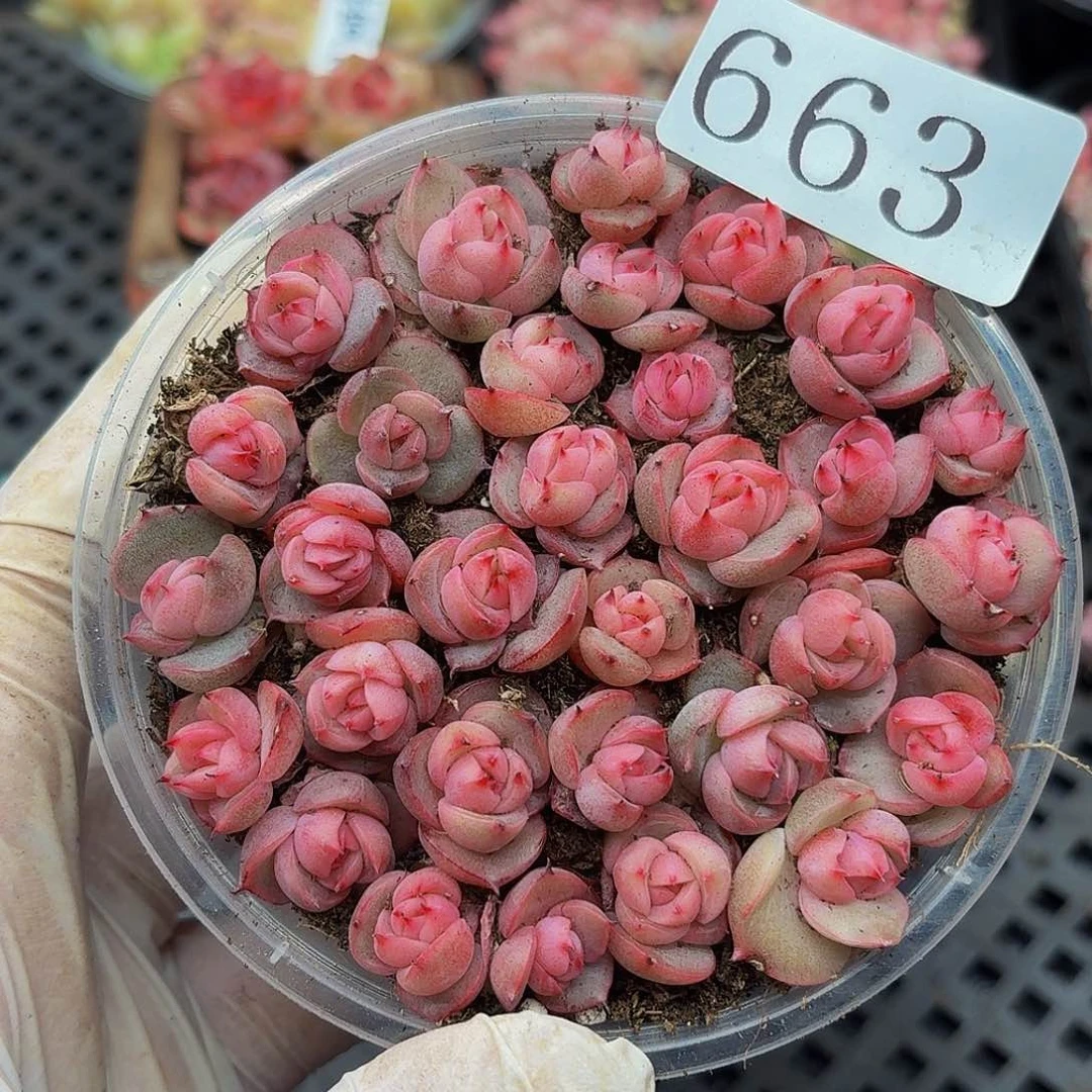 多肉植物多肉植物663