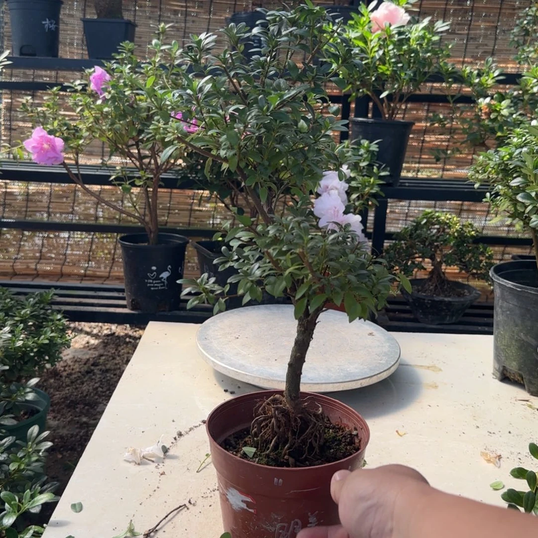 天***完全开放明美之月