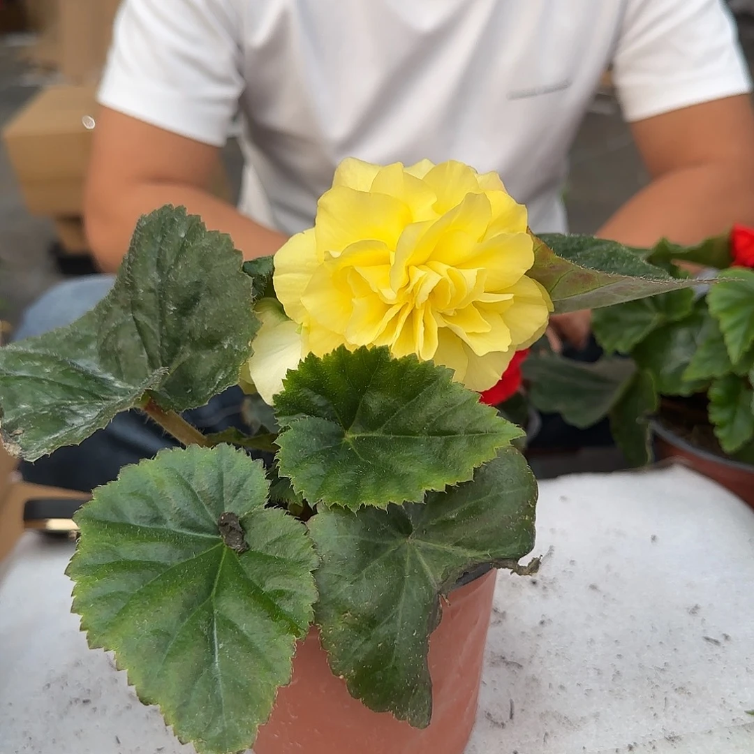 夫妻黄色，掉花折叶正常，介意勿拍