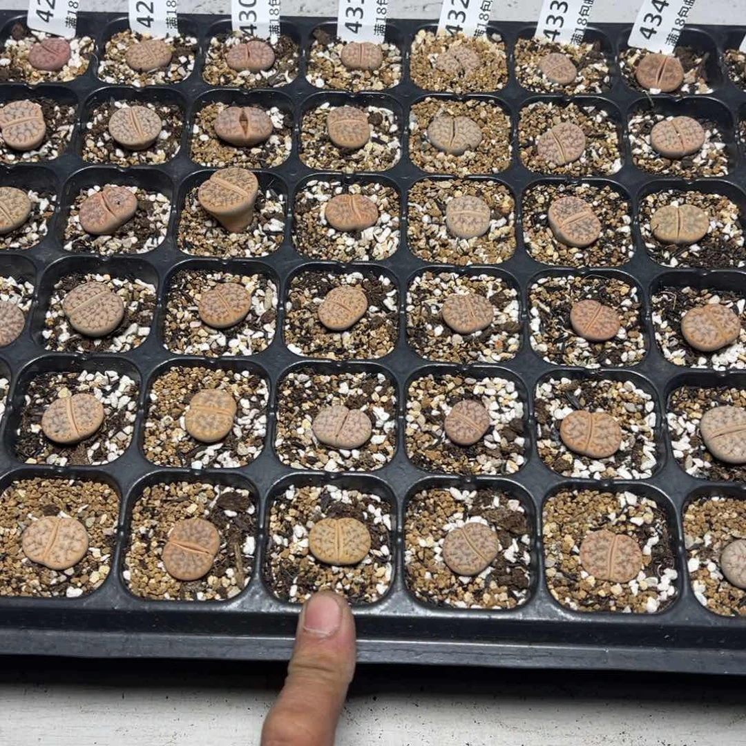 【闪购商品】 431。