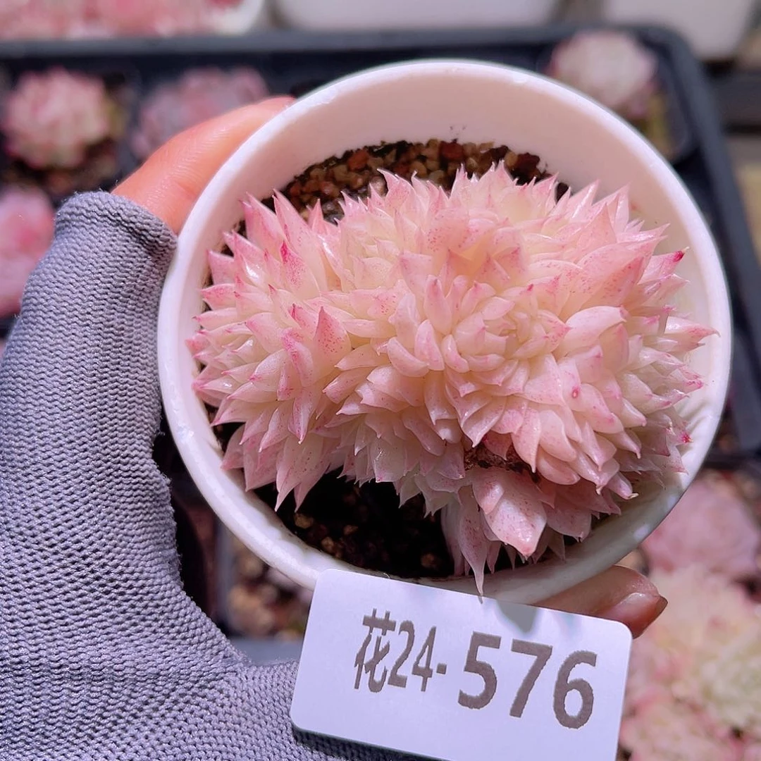 花24-576麦秆群生