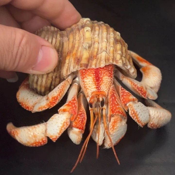 闪18绝品五花肉毛球3.9口径