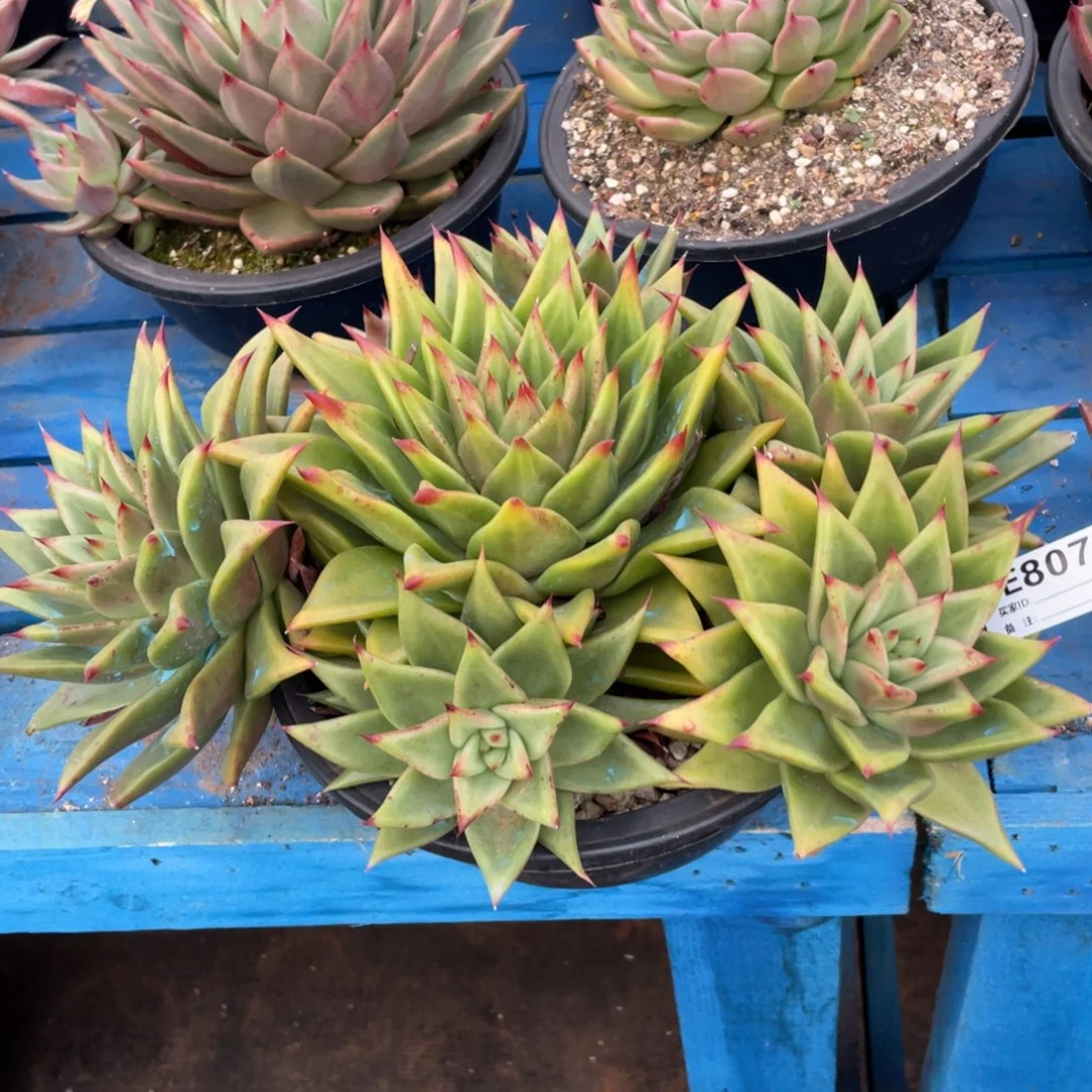 无花朵若如东云组拍E807