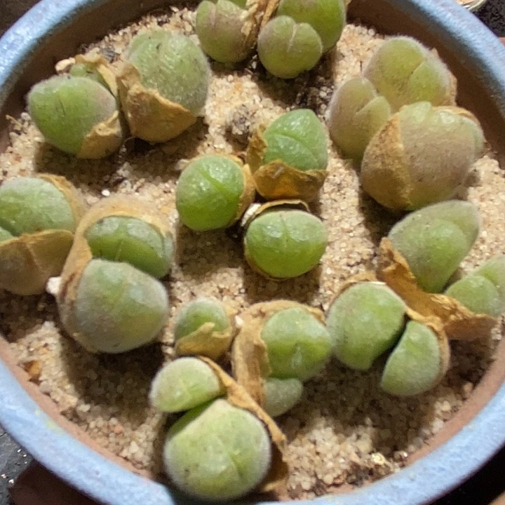 毛翠滴母本一颗     三头起