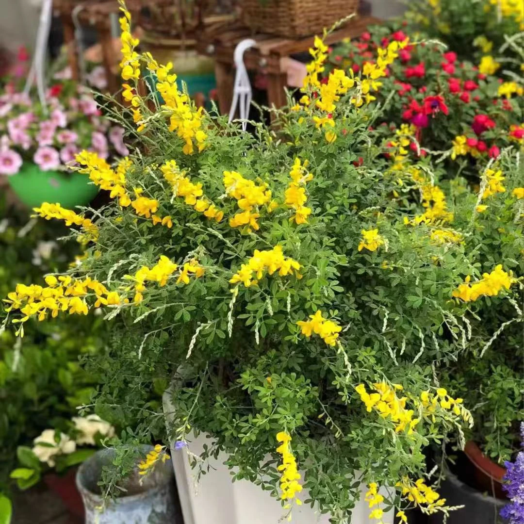 【黄金万两】【黄金雀】带花苞发货耐热阳台庭院室内室外绿植花卉好养