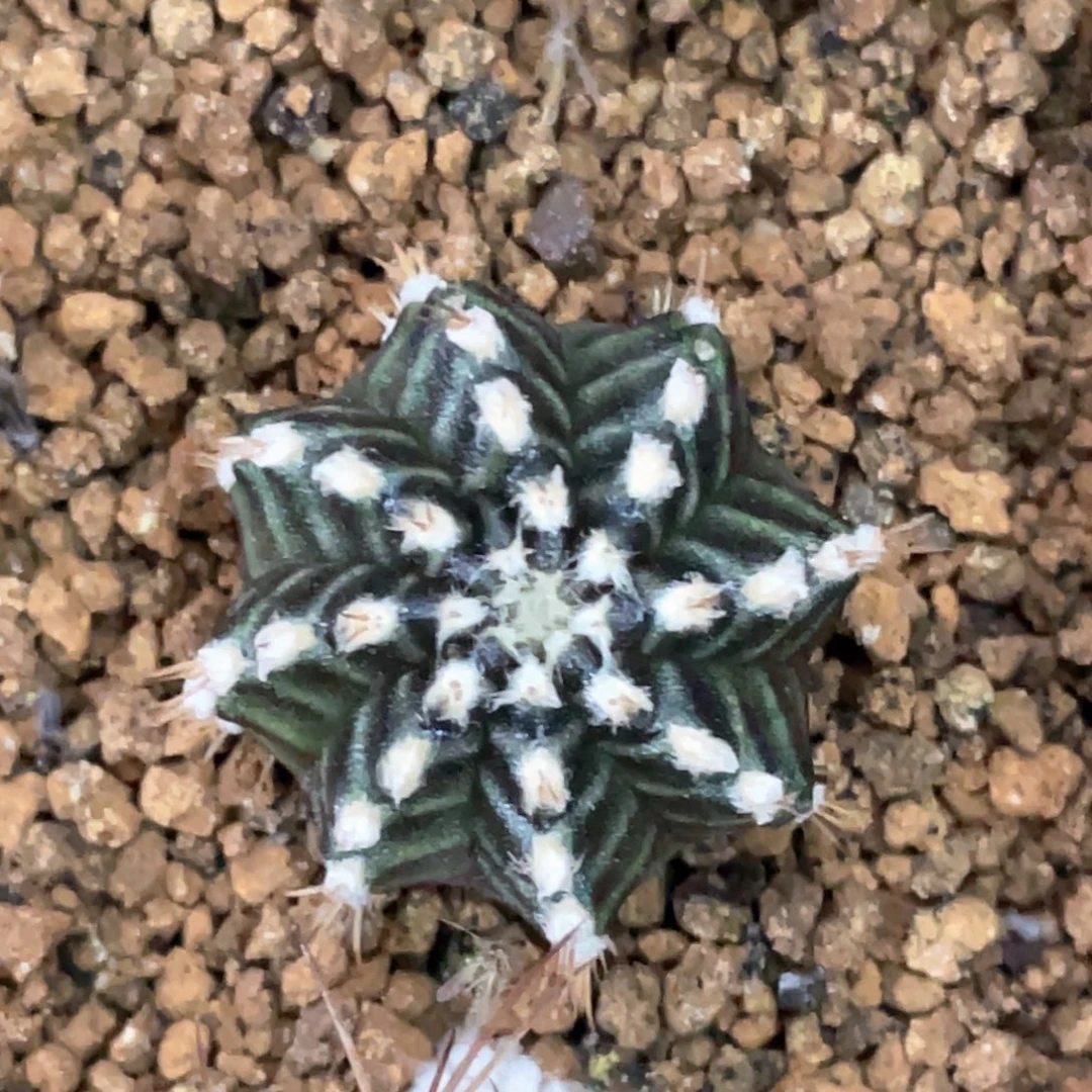 当前无花朵，栽培后可花朵新际线