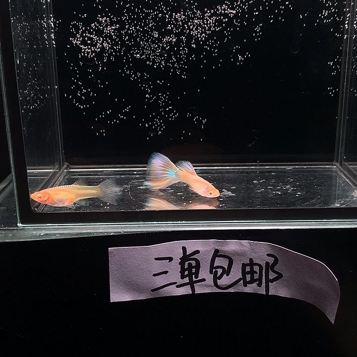 孔雀鱼金粉一对孔雀鱼